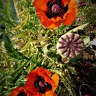 Mohn