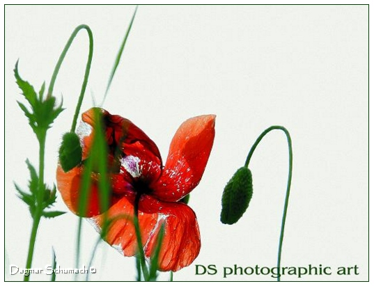 mohn