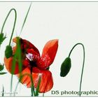 mohn