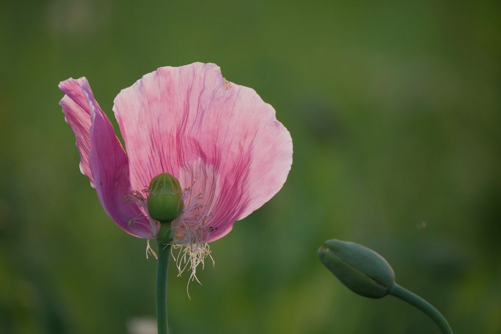 MOHN