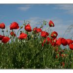 Mohn