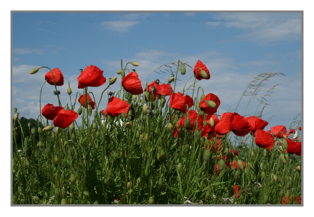 Mohn