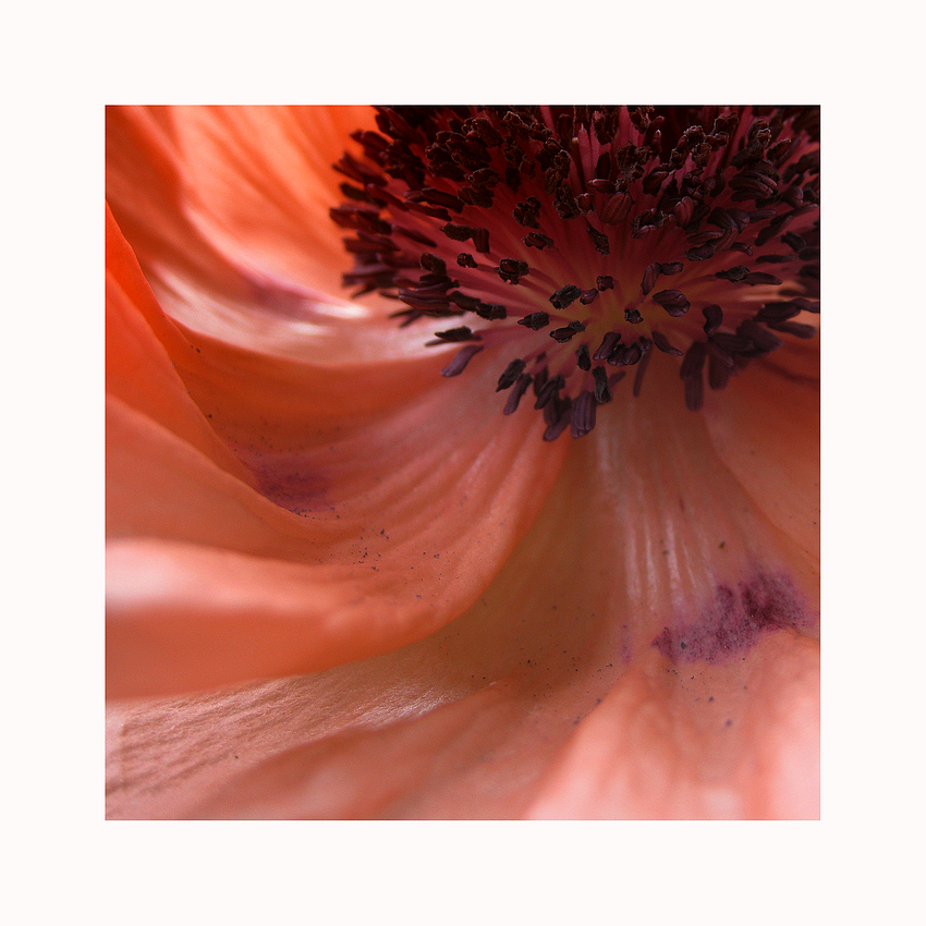 --- mohn  ---