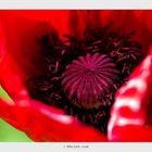 Mohn