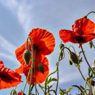 Mohn