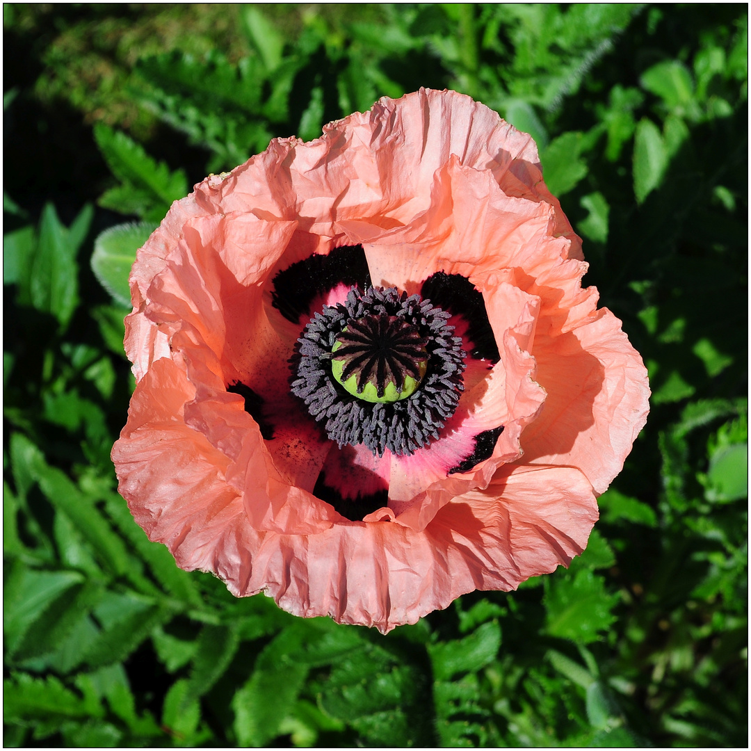 Mohn