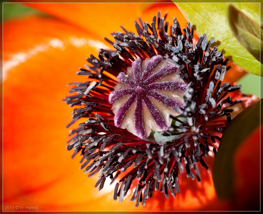 Mohn