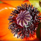 Mohn