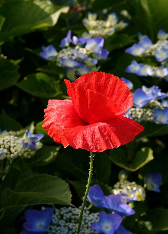 Mohn