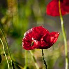 Mohn