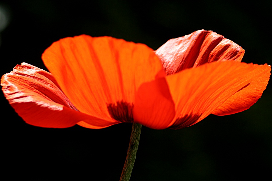 Mohn