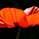 Mohn