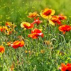 Mohn