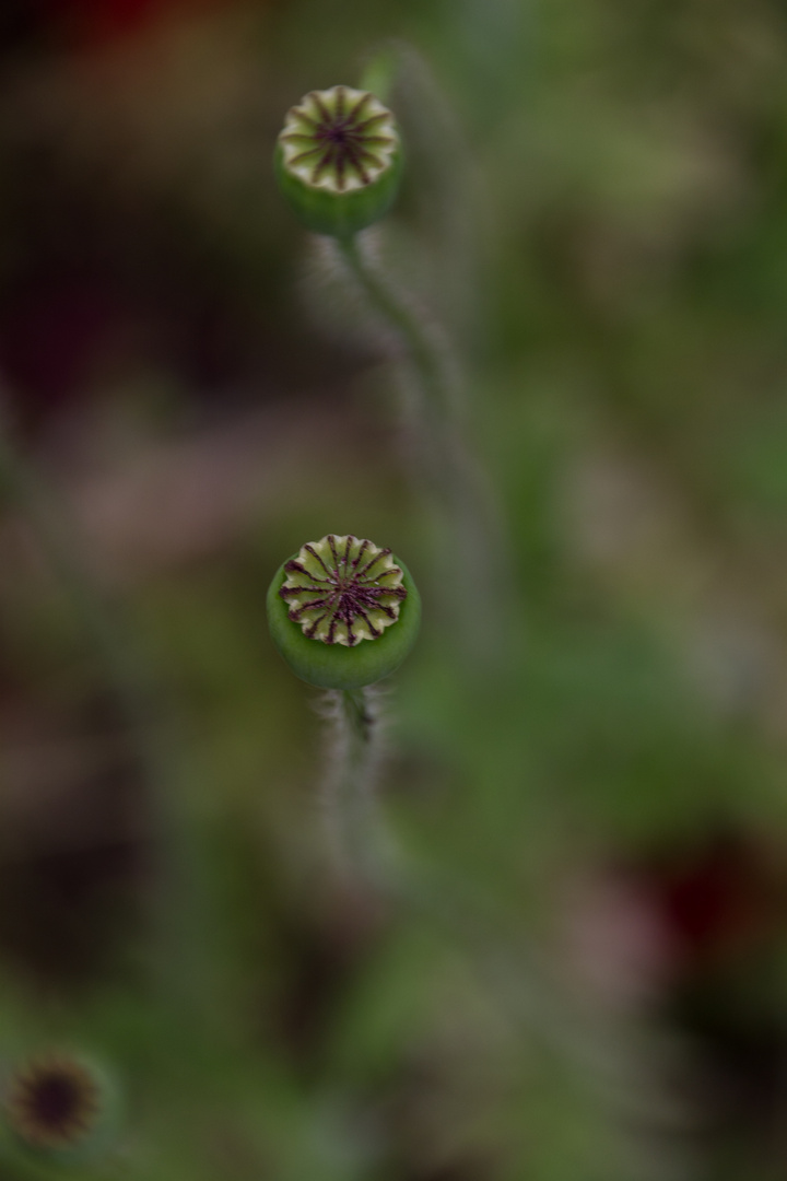 Mohn