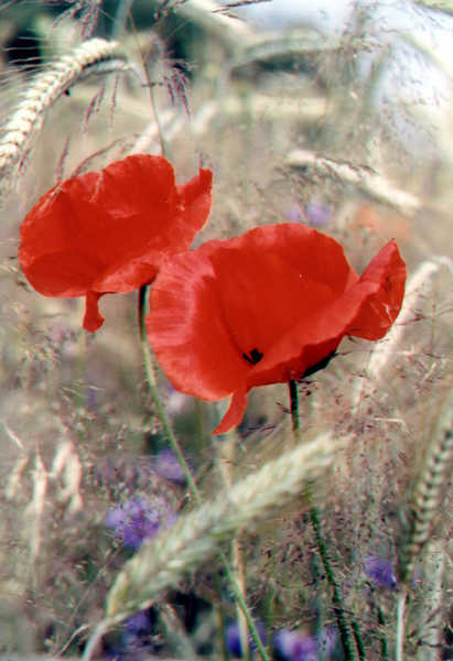 Mohn