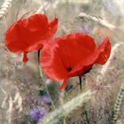 Mohn