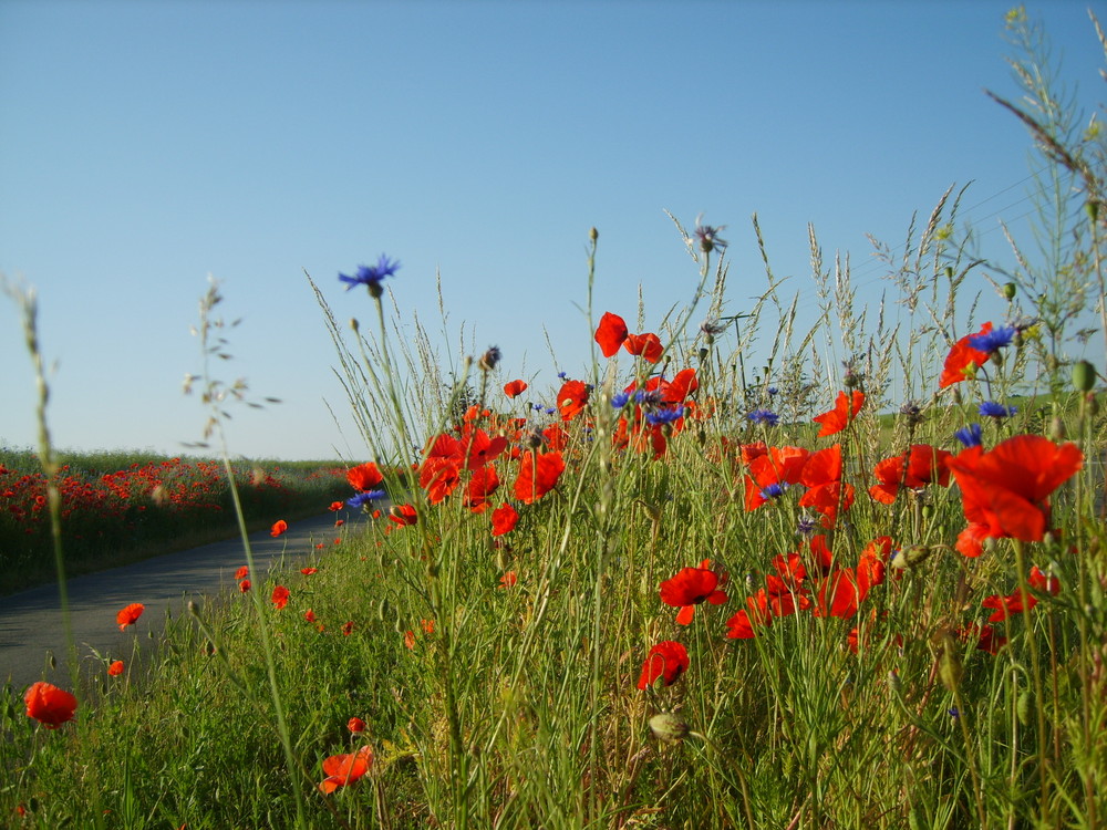 Mohn