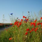 Mohn