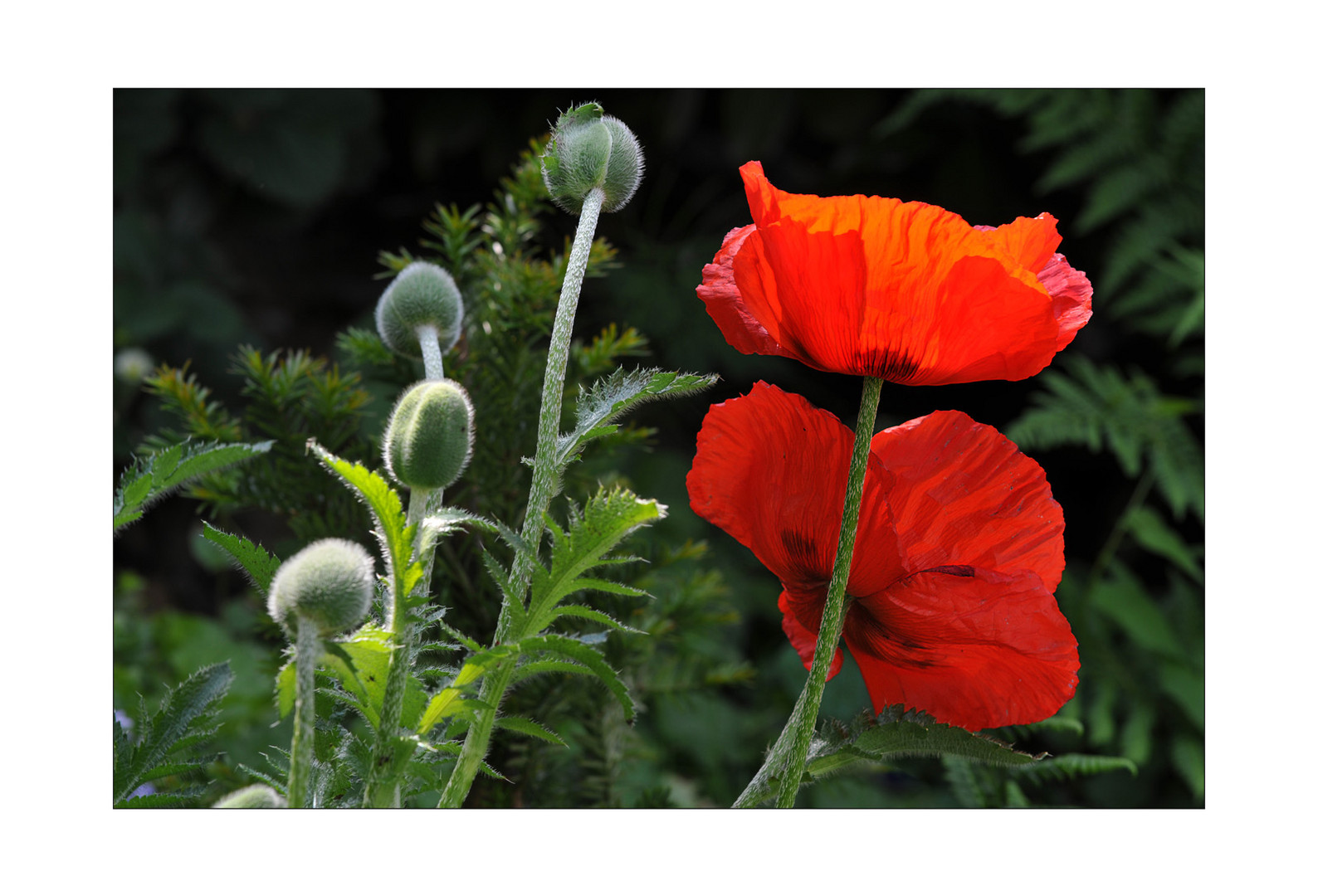 Mohn