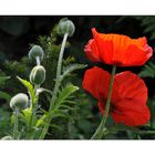 Mohn