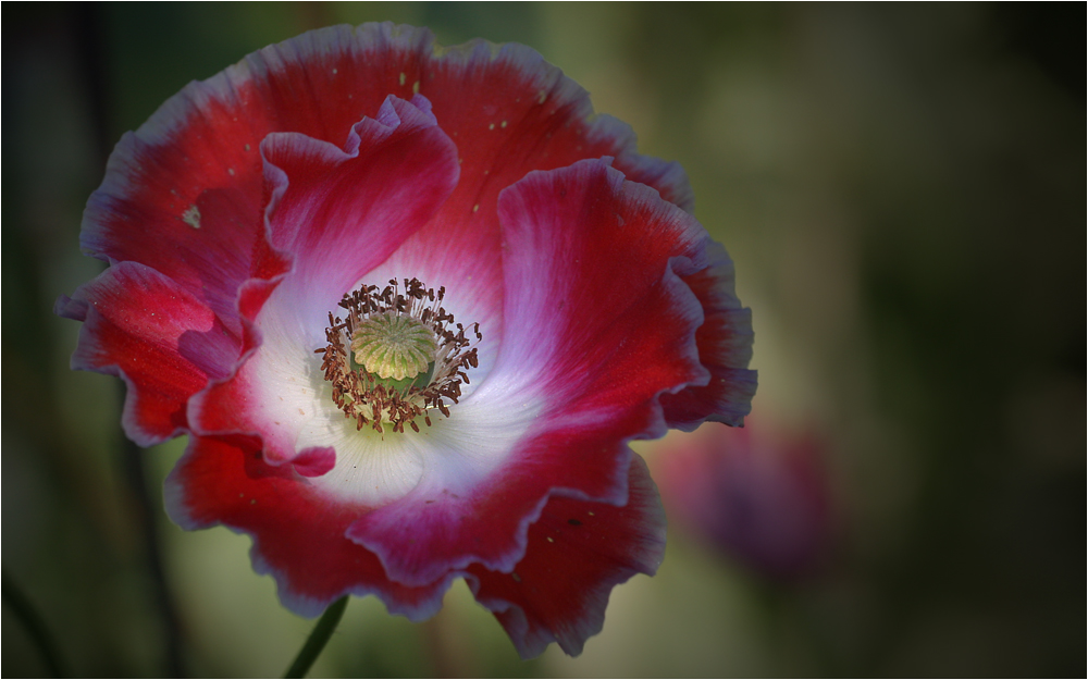 Mohn