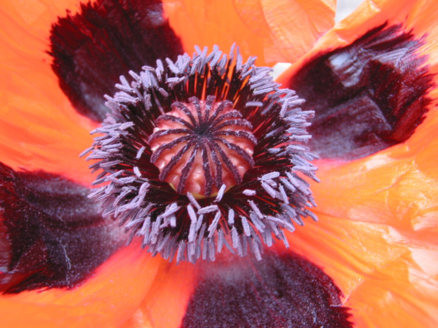 Mohn