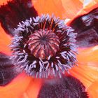 Mohn