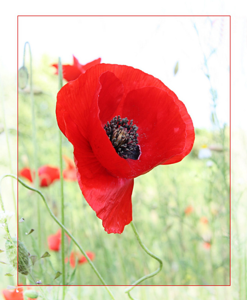 Mohn