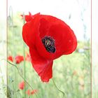 Mohn