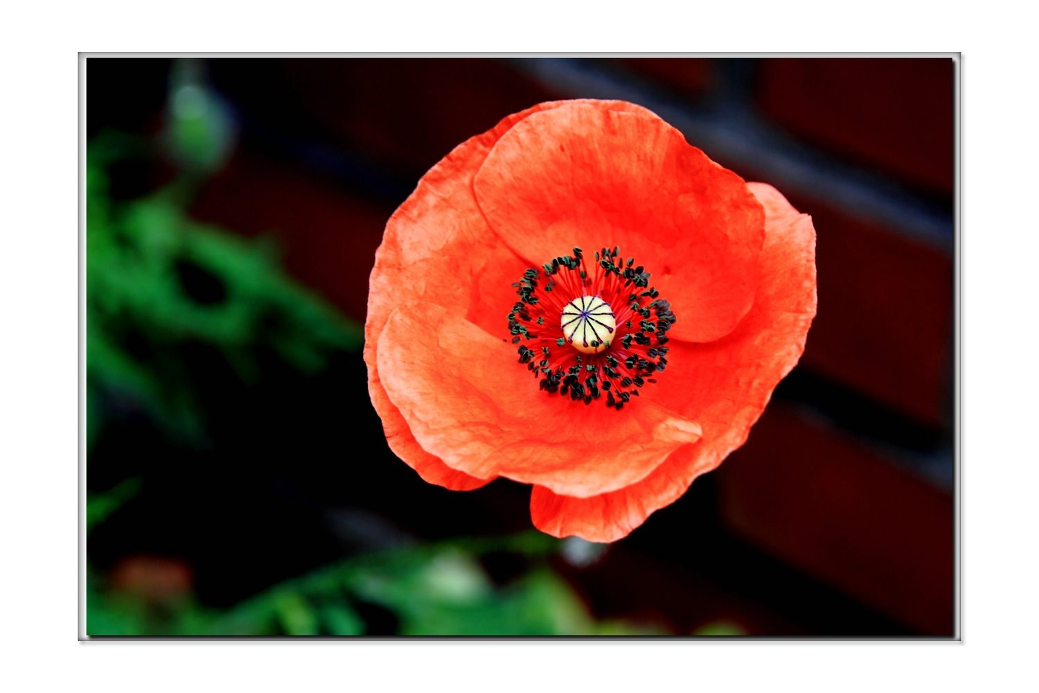 Mohn