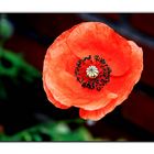 Mohn