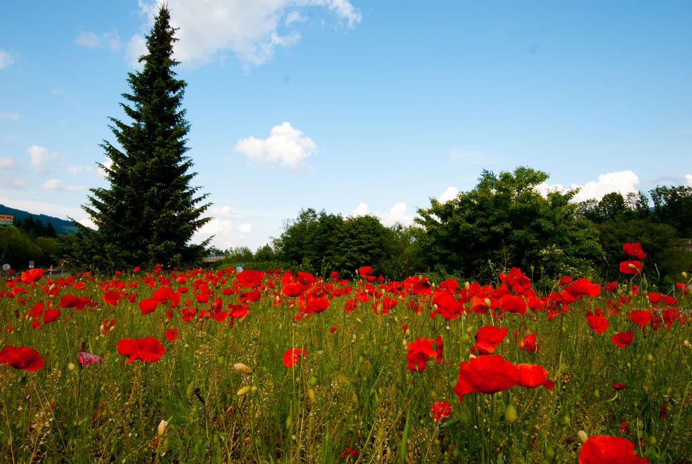 Mohn