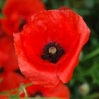 Mohn