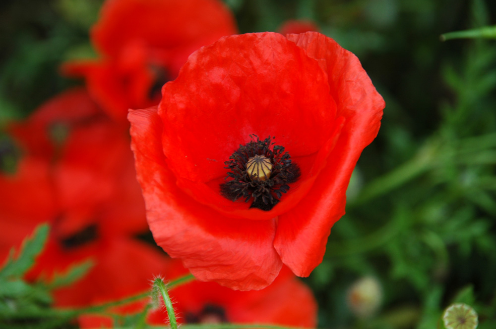 Mohn