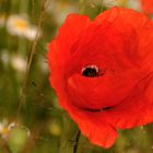 Mohn