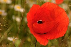 Mohn