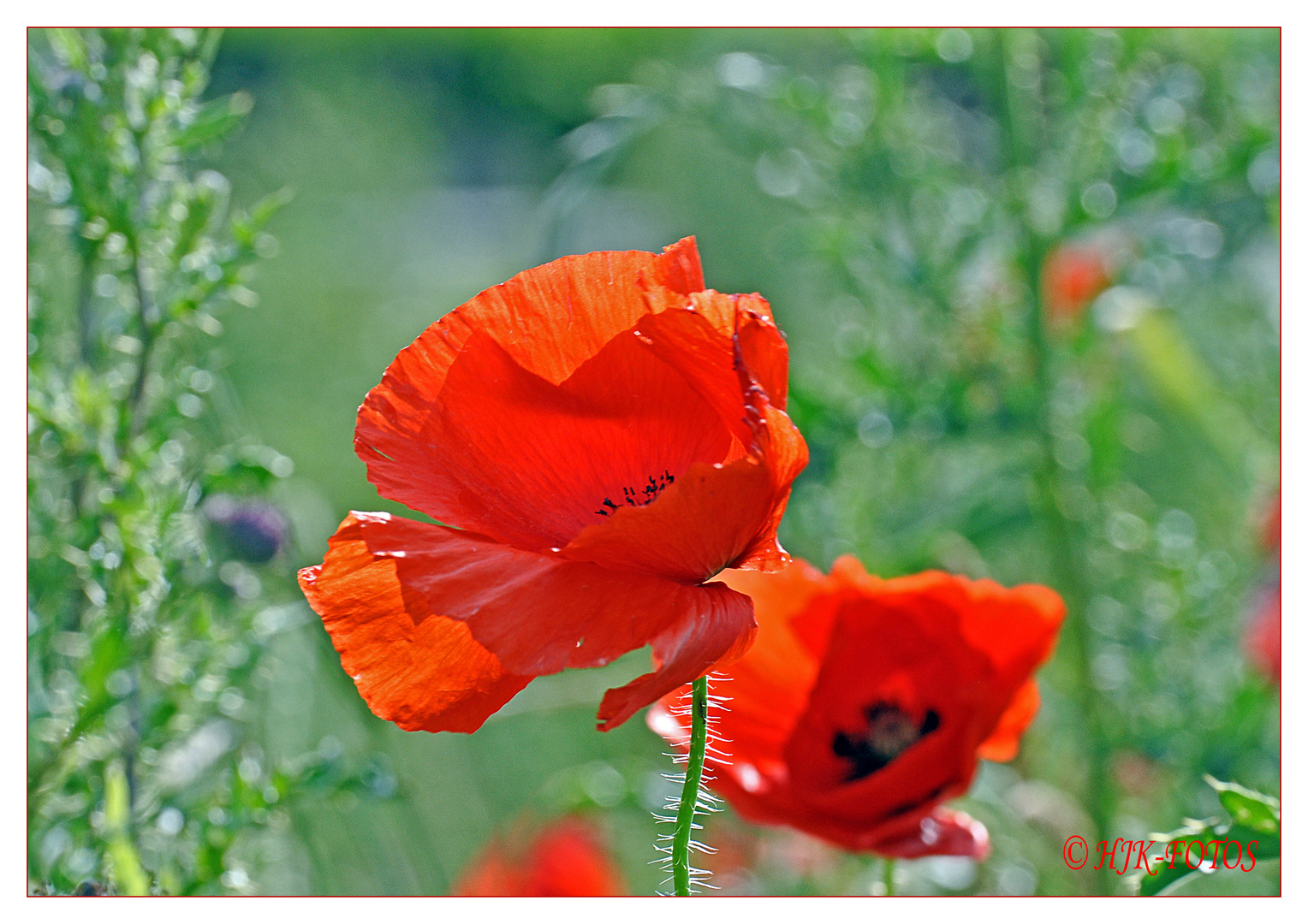 Mohn