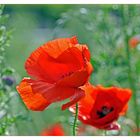 Mohn