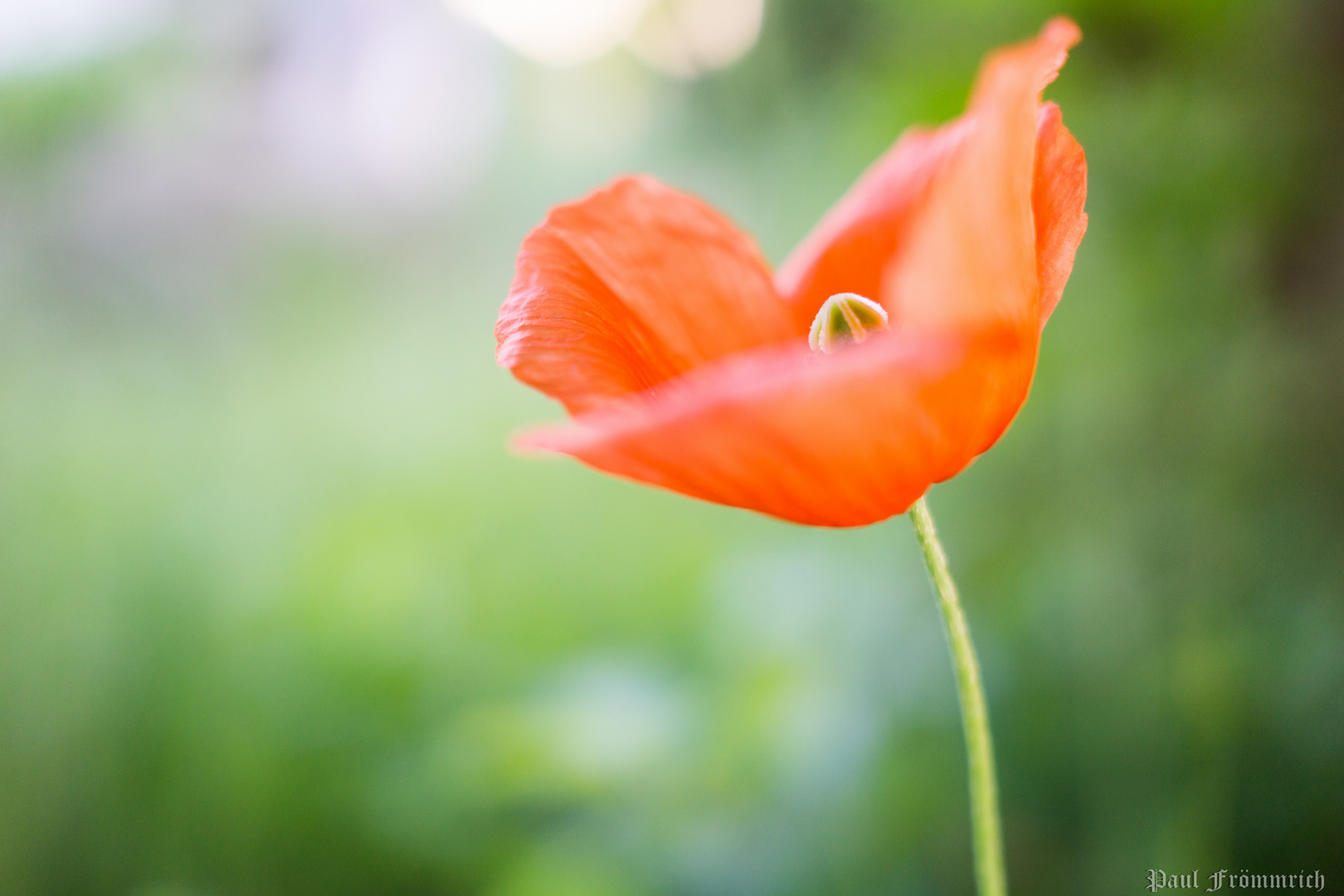 Mohn