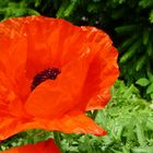 Mohn