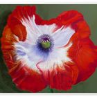 Mohn