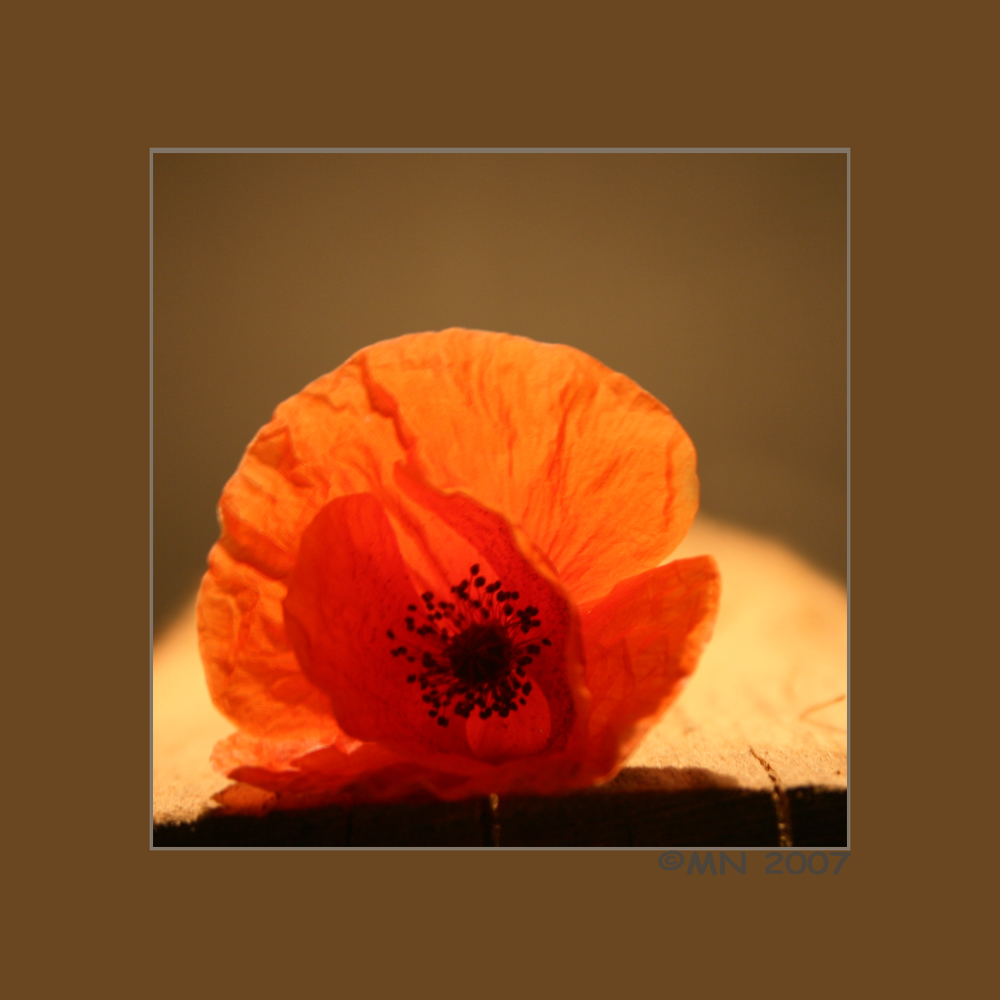 Mohn....