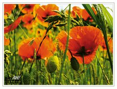 Mohn