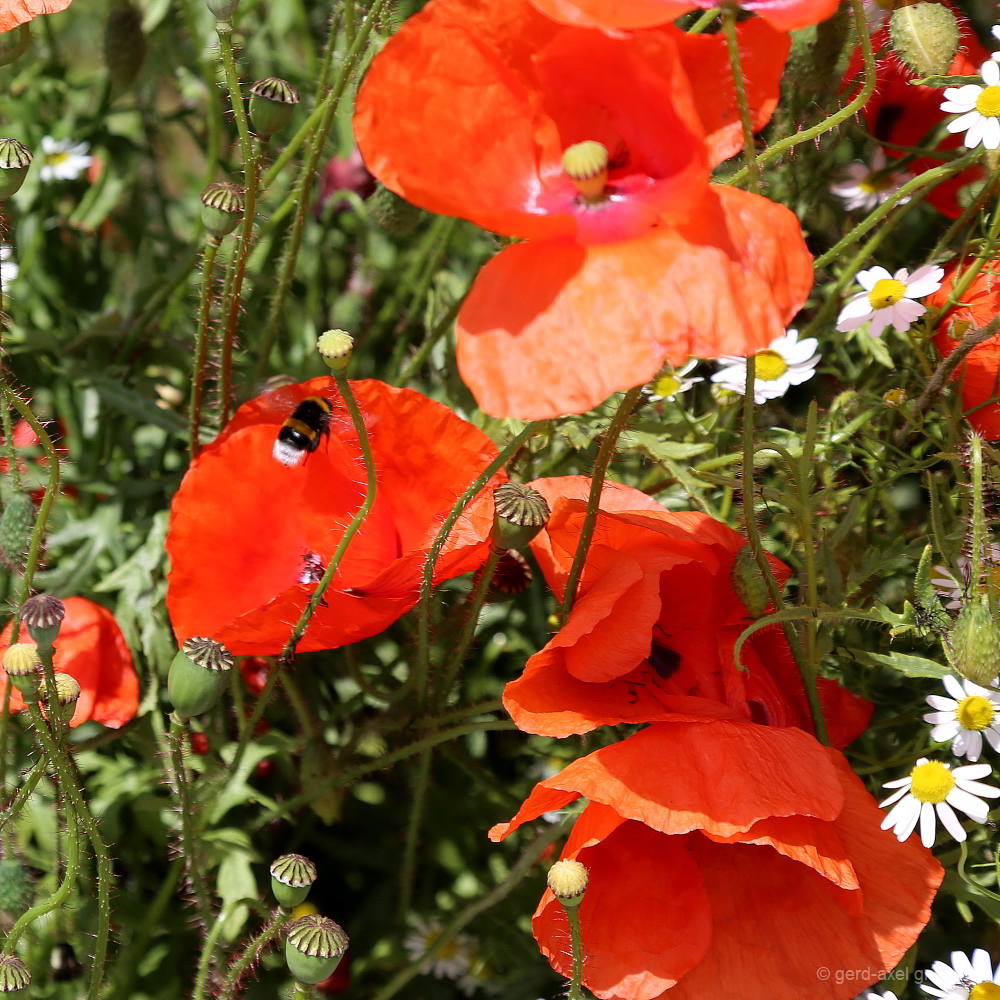 Mohn 3815