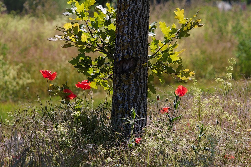 Mohn