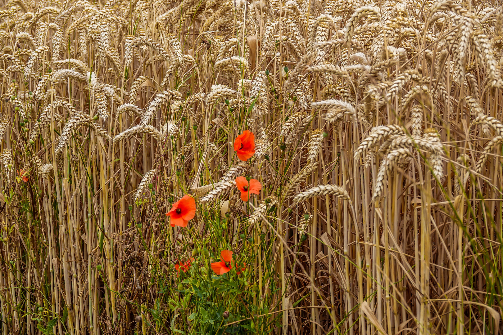 Mohn ...