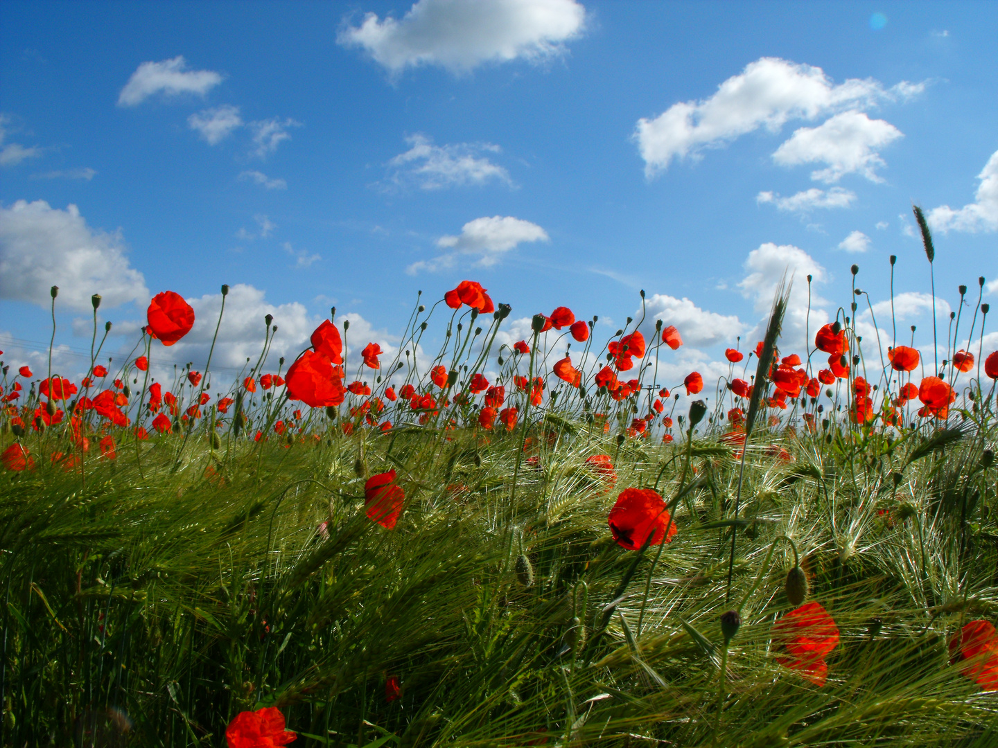 ***MOHN***