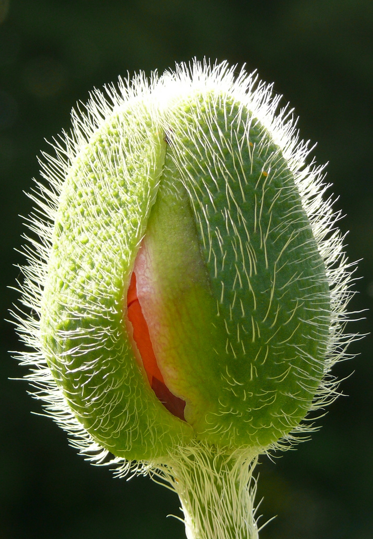 Mohn