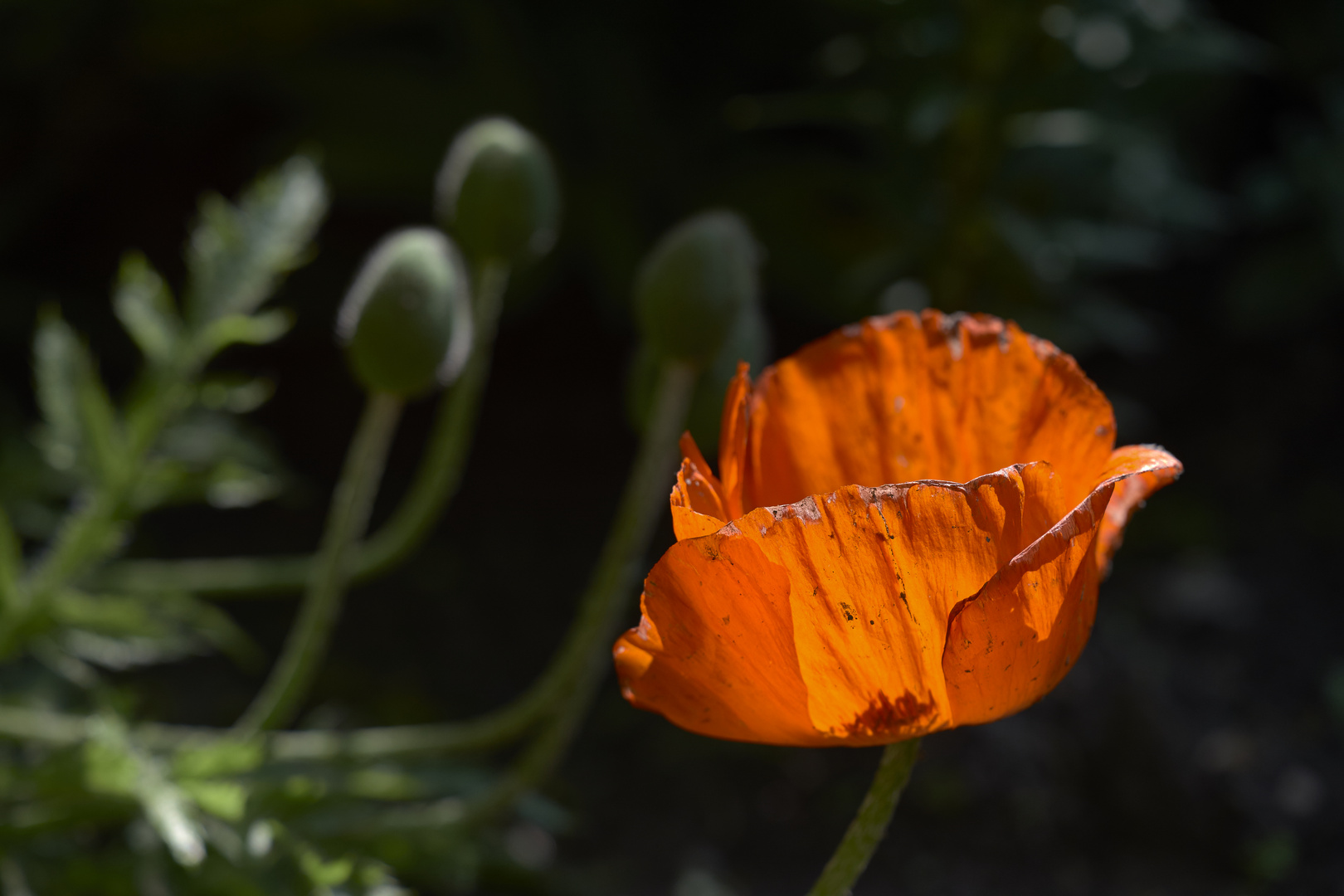 Mohn