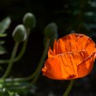 Mohn